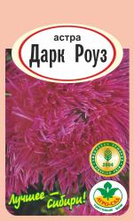 астра ДАРК  РОУЗ  / АГРО САД / 